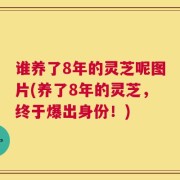 谁养了8年的灵芝呢图片(养了8年的灵芝，终于爆出身份！)