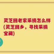 灵芝回老家采摘怎么样(灵芝回乡，寻找采摘宝藏)