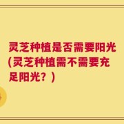 灵芝种植是否需要阳光(灵芝种植需不需要充足阳光？)
