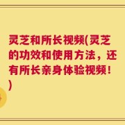 灵芝和所长视频(灵芝的功效和使用方法，还有所长亲身体验视频！)