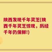陕西发现千年灵芝(陕西千年灵芝惊现，历经千年仍保鲜!)