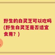 野生的白灵芝可以吃吗(野生白灵芝是否适宜食用？)