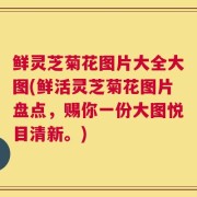 鲜灵芝菊花图片大全大图(鲜活灵芝菊花图片盘点，赐你一份大图悦目清新。)