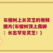 石榴树上长灵芝的视频图片(石榴树顶上露脚：长出罕见灵芝！)
