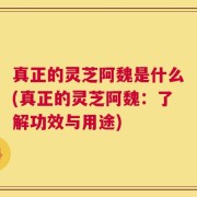 真正的灵芝阿魏是什么(真正的灵芝阿魏：了解功效与用途)