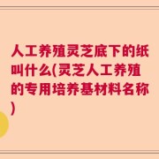 人工养殖灵芝底下的纸叫什么(灵芝人工养殖的专用培养基材料名称)