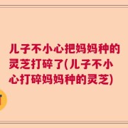 儿子不小心把妈妈种的灵芝打碎了(儿子不小心打碎妈妈种的灵芝)
