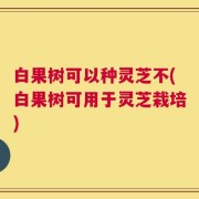 白果树可以种灵芝不(白果树可用于灵芝栽培)