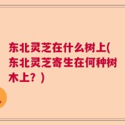东北灵芝在什么树上(东北灵芝寄生在何种树木上？)