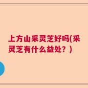 上方山采灵芝好吗(采灵芝有什么益处？)
