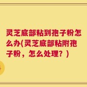 灵芝底部粘到孢子粉怎么办(灵芝底部粘附孢子粉，怎么处理？)