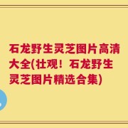 石龙野生灵芝图片高清大全(壮观！石龙野生灵芝图片精选合集)