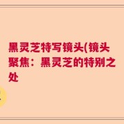 黑灵芝特写镜头(镜头聚焦:黑灵芝的特别之处