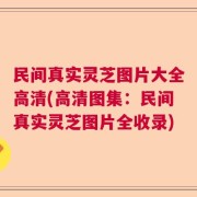 民间真实灵芝图片大全高清(高清图集：民间真实灵芝图片全收录)