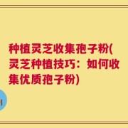 种植灵芝收集孢子粉(灵芝种植技巧：如何收集优质孢子粉)