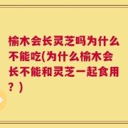 榆木会长灵芝吗为什么不能吃(为什么榆木会长不能和灵芝一起食用？)