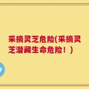 采摘灵芝危险(采摘灵芝潜藏生命危险！)