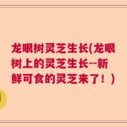 龙眼树灵芝生长(龙眼树上的灵芝生长--新鲜可食的灵芝来了！)