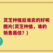 灵芝种植后谁卖的好呢图片(灵芝种植，谁的销售最佳？)