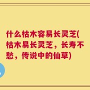 什么枯木容易长灵芝(枯木易长灵芝，长寿不愁，传说中的仙草)