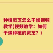 种植灵芝怎么干燥视频教学(视频教学：如何干燥种植的灵芝？)