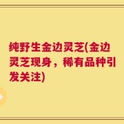 纯野生金边灵芝(金边灵芝现身，稀有品种引发关注)