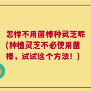 怎样不用菌棒种灵芝呢(种植灵芝不必使用菌棒，试试这个方法！)