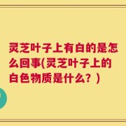 灵芝叶子上有白的是怎么回事(灵芝叶子上的白色物质是什么？)