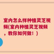 室内怎么样种植灵芝视频(室内种植灵芝视频，教你如何做！)