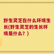 野生灵芝在什么环境生长(野生灵芝的生长环境是什么？)