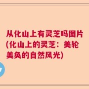 从化山上有灵芝吗图片(化山上的灵芝：美轮美奂的自然风光)