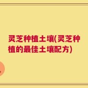 灵芝种植土壤(灵芝种植的最佳土壤配方)