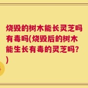 烧毁的树木能长灵芝吗有毒吗(烧毁后的树木能生长有毒的灵芝吗？)