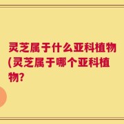 灵芝属于什么亚科植物(灵芝属于哪个亚科植物？