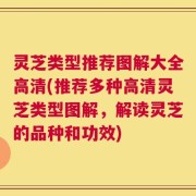灵芝类型推荐图解大全高清(推荐多种高清灵芝类型图解，解读灵芝的品种和功效)