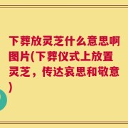 下葬放灵芝什么意思啊图片(下葬仪式上放置灵芝，传达哀思和敬意)