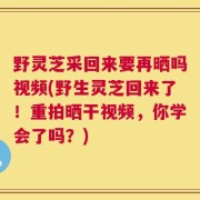 野灵芝采回来要再晒吗视频(野生灵芝回来了！重拍晒干视频，你学会了吗？)