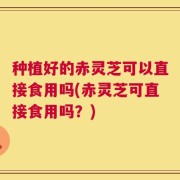种植好的赤灵芝可以直接食用吗(赤灵芝可直接食用吗？)