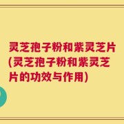 灵芝孢子粉和紫灵芝片(灵芝孢子粉和紫灵芝片的功效与作用)