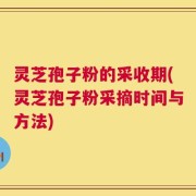 灵芝孢子粉的采收期(灵芝孢子粉采摘时间与方法)