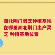 湖北荆门灵芝种植基地在哪里湖北荆门出产灵芝 种植基地位置
