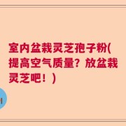 室内盆栽灵芝孢子粉(提高空气质量？放盆栽灵芝吧！)