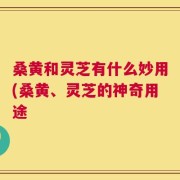桑黄和灵芝有什么妙用(桑黄、灵芝的神奇用途