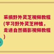 采摘野外灵芝视频教程(学习野外灵芝种植，走进自然摄影视频教程)