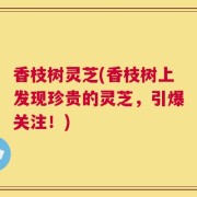 香枝树灵芝(香枝树上发现珍贵的灵芝，引爆关注！)