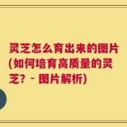 灵芝怎么育出来的图片(如何培育高质量的灵芝？- 图片解析)