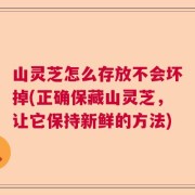 山灵芝怎么存放不会坏掉(正确保藏山灵芝，让它保持新鲜的方法)