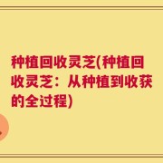 种植回收灵芝(种植回收灵芝：从种植到收获的全过程)