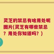 灵芝的禁忌有啥用处呢图片(灵芝有哪些禁忌？用处你知道吗？)