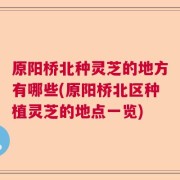 原阳桥北种灵芝的地方有哪些(原阳桥北区种植灵芝的地点一览)